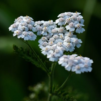 Achillea millefolium