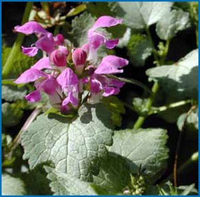 Lamium maculatum 'Beacon Silver'