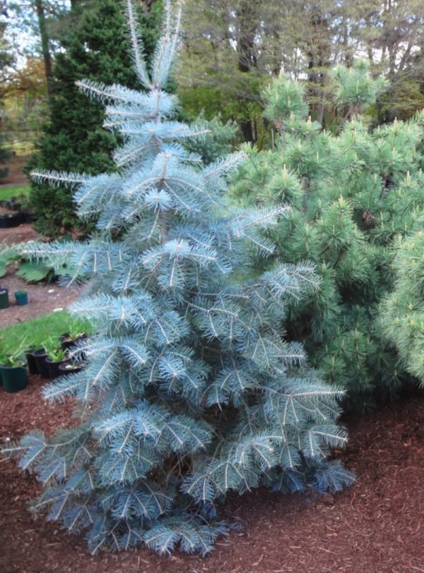 Sapin blanc 'Blue Cloak'