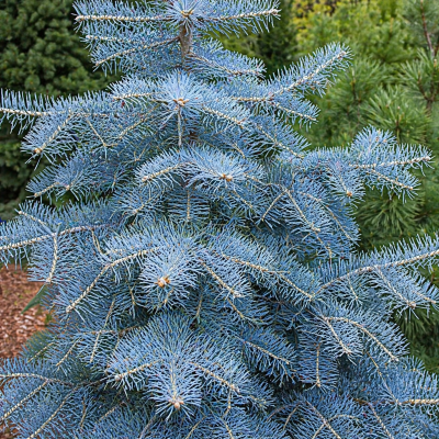 Abies concolor 'Blue Cloak'