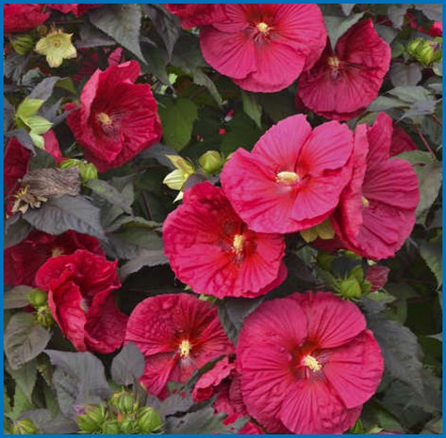 Hibiscus moscheutos 'Mars Madness'
