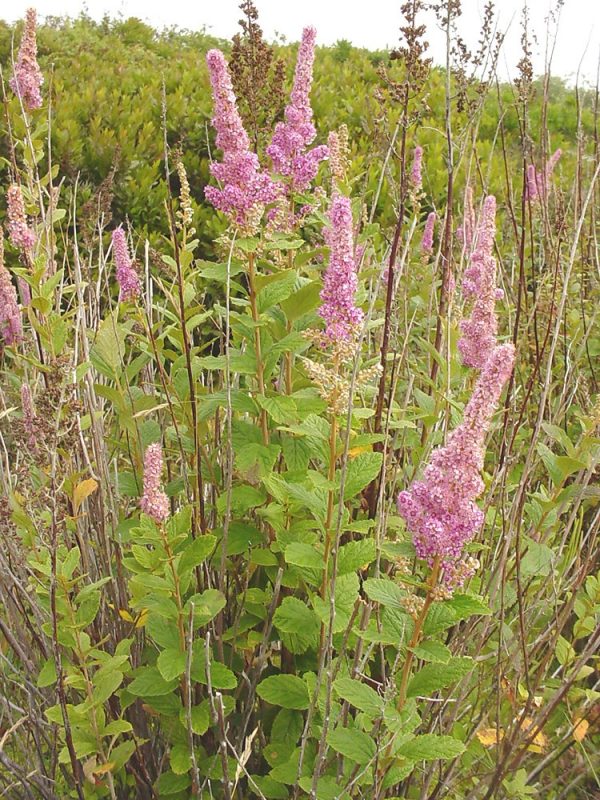 Spiraea tomentosa