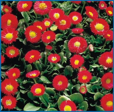 Bellis perennis 'Galaxie Rouge'