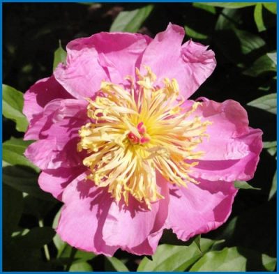 Paeonia lactiflora 'Doreen'