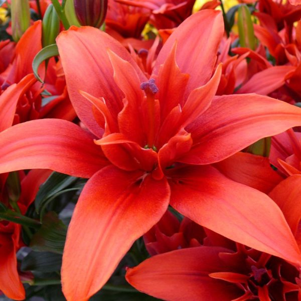 Lilium x 'Kiss Red Twin'