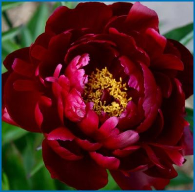 Paeonia lactiflora 'Peter Brand'