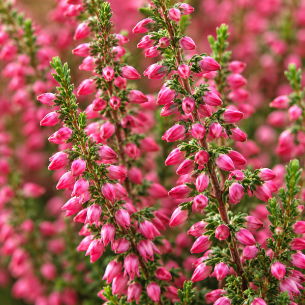 Calluna vulgaris 'Venus'
