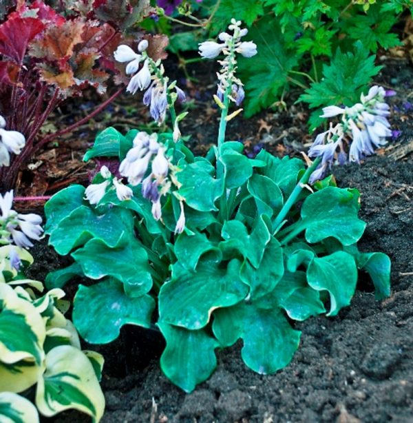 Hosta 'Church Mouse'