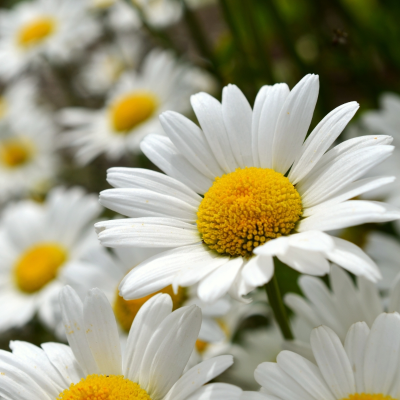 Leucanthemum superbum 'Becky'