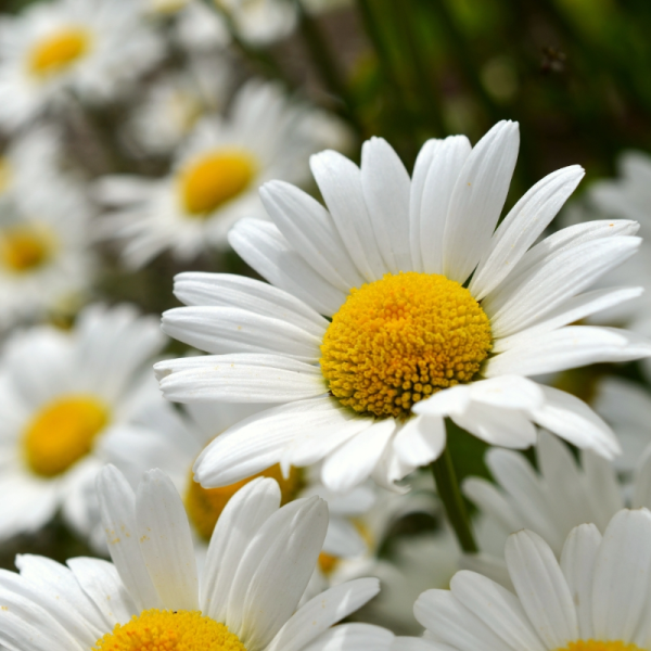 Leucanthemum superbum 'Becky'