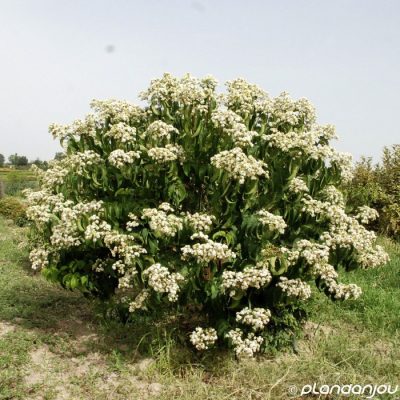 Heptacodium miconioides