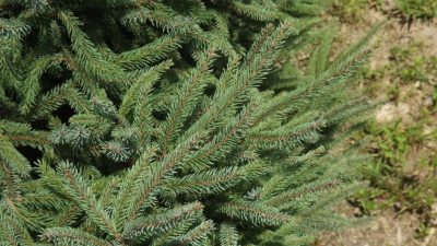Picea mariana 'Doumettii'