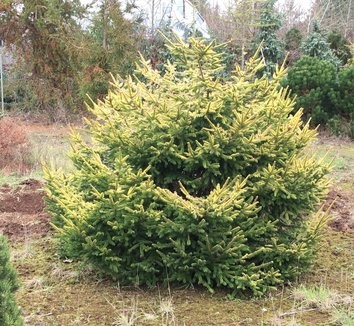 Oriental Spruce 'Firefly Iseli'