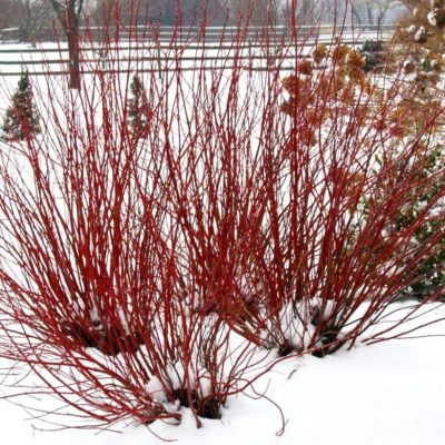 Arctic Fire Dogwood