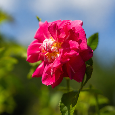 Rosa 'William Baffin'