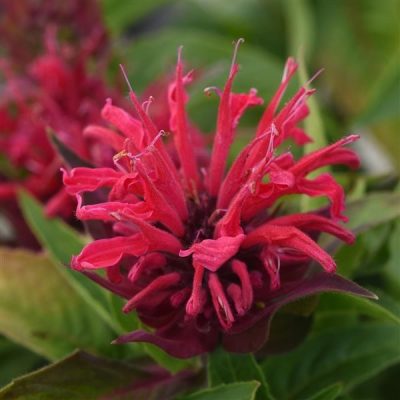 Beebalm