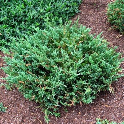 Creeping Juniper
