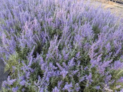 Perovskia atriplicifolia 'Blue Jean Baby'
