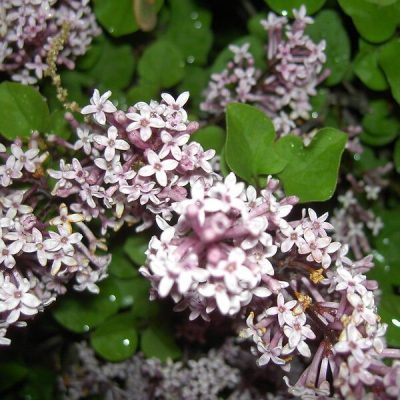 Lilas nain de Corée sur tige