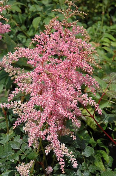 Astilbe