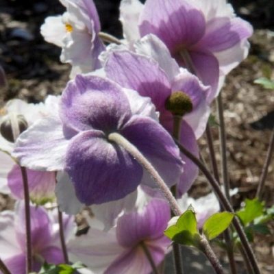 Anemone × hybrida 'Ruffled Swan'