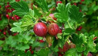 Ribes rubrum 'Little Ben'