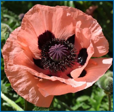Papaver orientale 'Queen Alexandra'