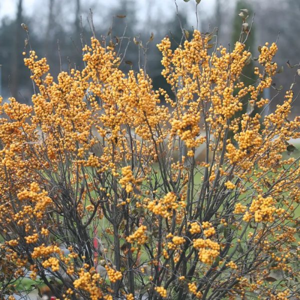Ilex vert. 'Berry Heavy Gold/Mr Poppins'