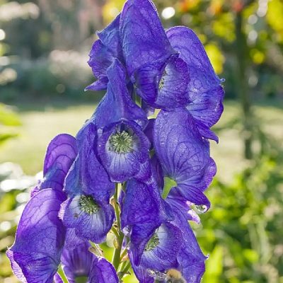 Aconitum napellus 'Rubellum'