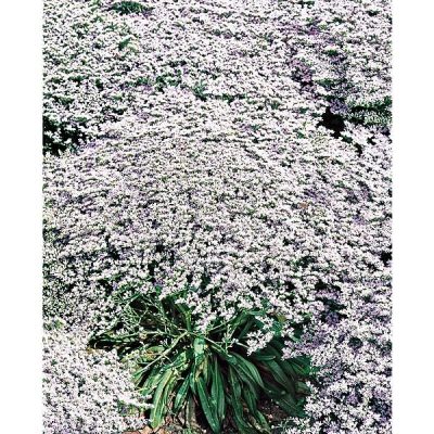 Perennial Sea Lavender