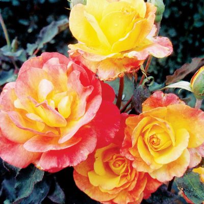 Rosier hybride de thé 'Rio Samba'