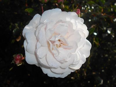 Groundcover Rose Sea Foam
