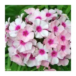 Phlox paniculé 'Prime Minister'