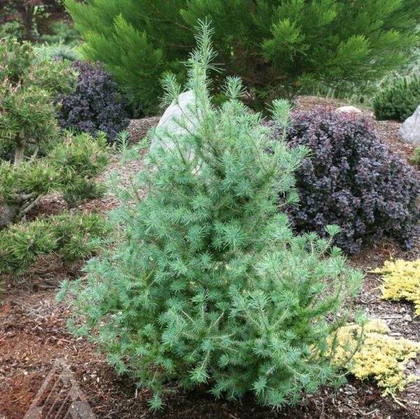 Larix laricina 'Deborah Waxman'