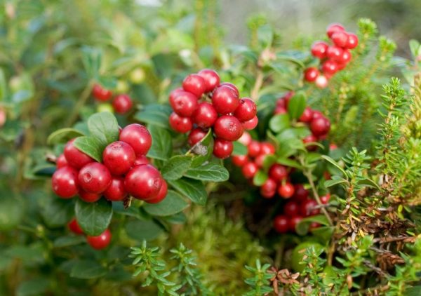 Vaccinium vitis-idaea