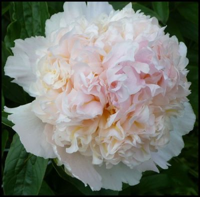 Paeonia lactiflora 'Top Brass'
