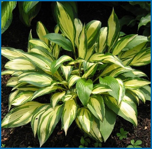 Hosta 'Cherry Berry'