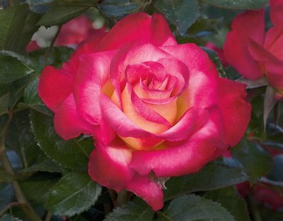 Rosier grandiflora 'Dick Clark'