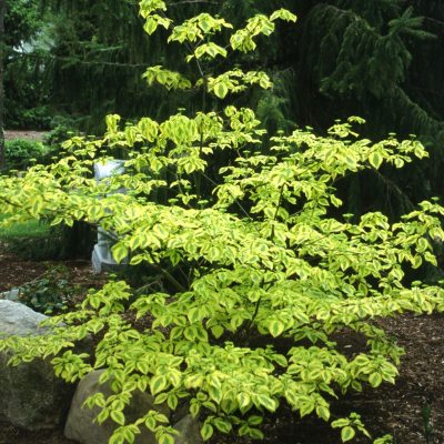 Golden Shadows® Dogwood