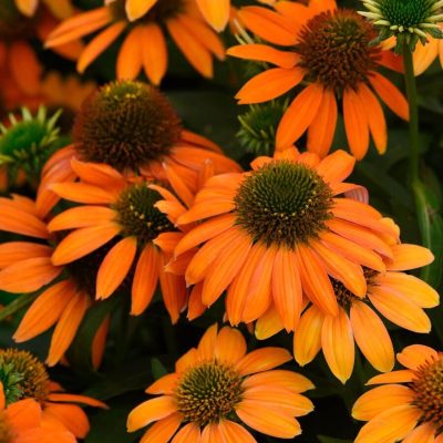 Échinacée pourpre 'Artisan Soft Orange'