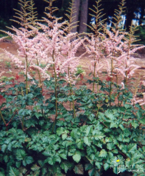 Astilbe chinensis 'Moerheim Glory'
