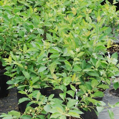 Ilex verticillata 'Southern Gentleman'