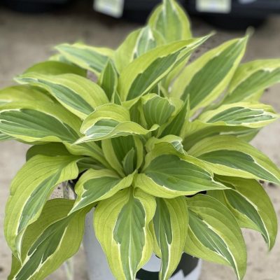 Hosta 'Yellow Poka Dot Bikini'