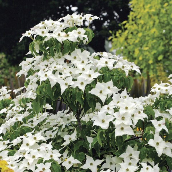 Cornus kousa var. chinensis