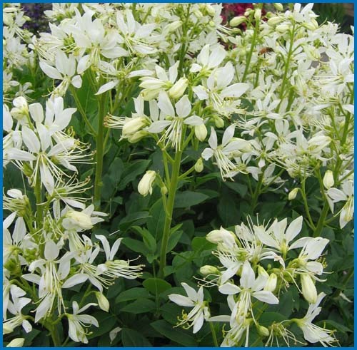 Dictamnus albus 'Roseus'