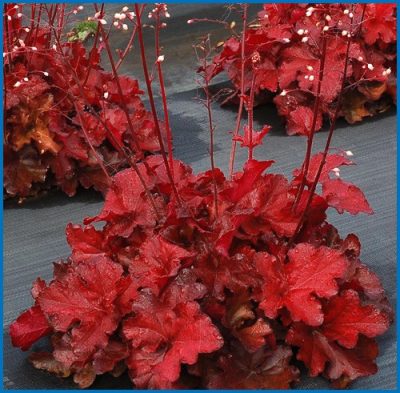 Heuchera villosa 'Forever Red'