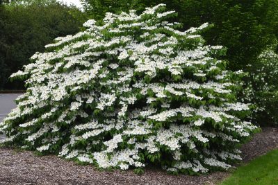 Doublefile Viburnum