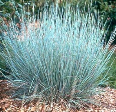 Schizachyrium Scoparium Prairie Bleu