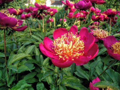 Paeonia lactiflora 'Mikado'