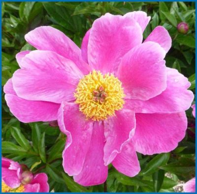 Paeonia lactiflora 'L'Étincelante'